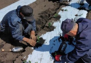 日本初、官民共同で育成した茶の新品種／伊藤園