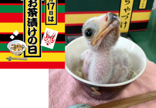 「ちゃづけ」ちゃん5歳をお祝い！お茶漬けの日に特別イベント開催／永谷園×東武動物公園コラボ